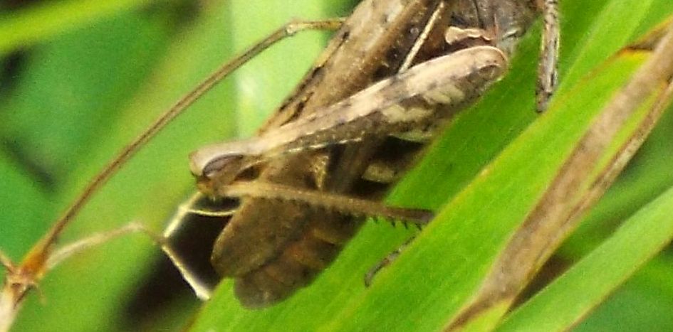 Acrididae: Chorthippus (Glyptobothrus) cfr. brunneus brunneus