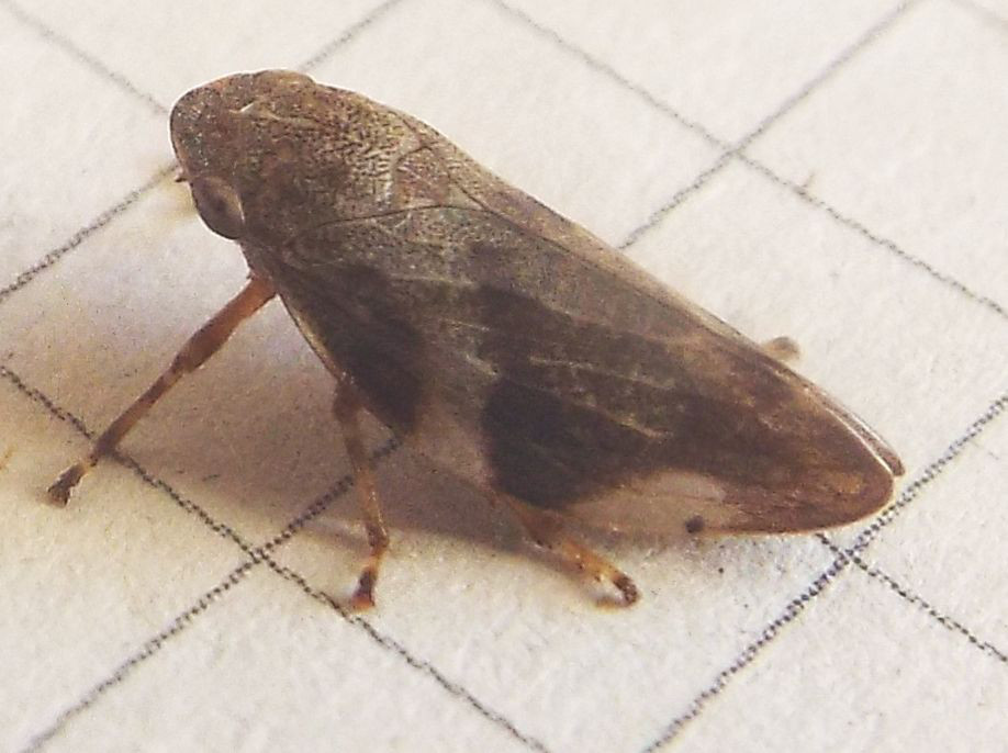 Aphrophora alni