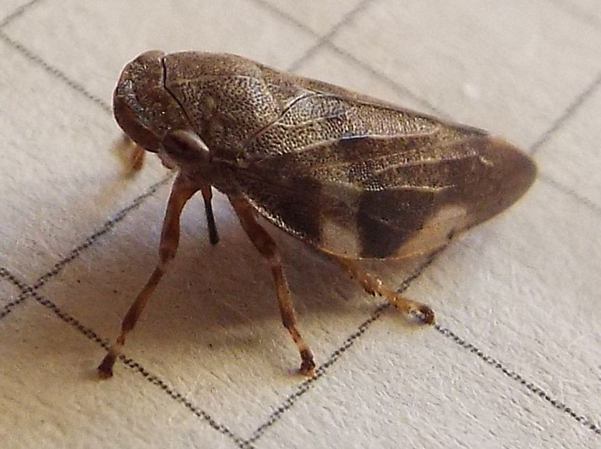 Aphrophora alni
