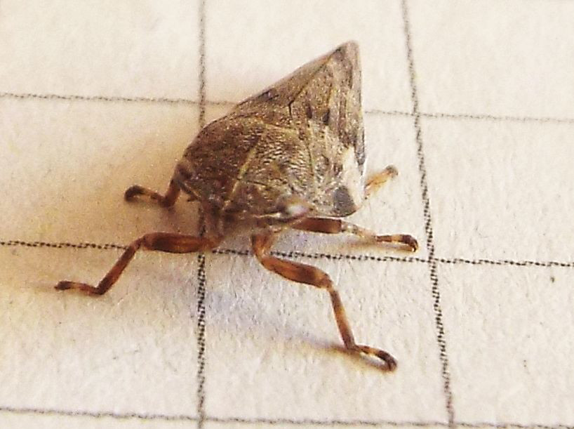 Aphrophora alni