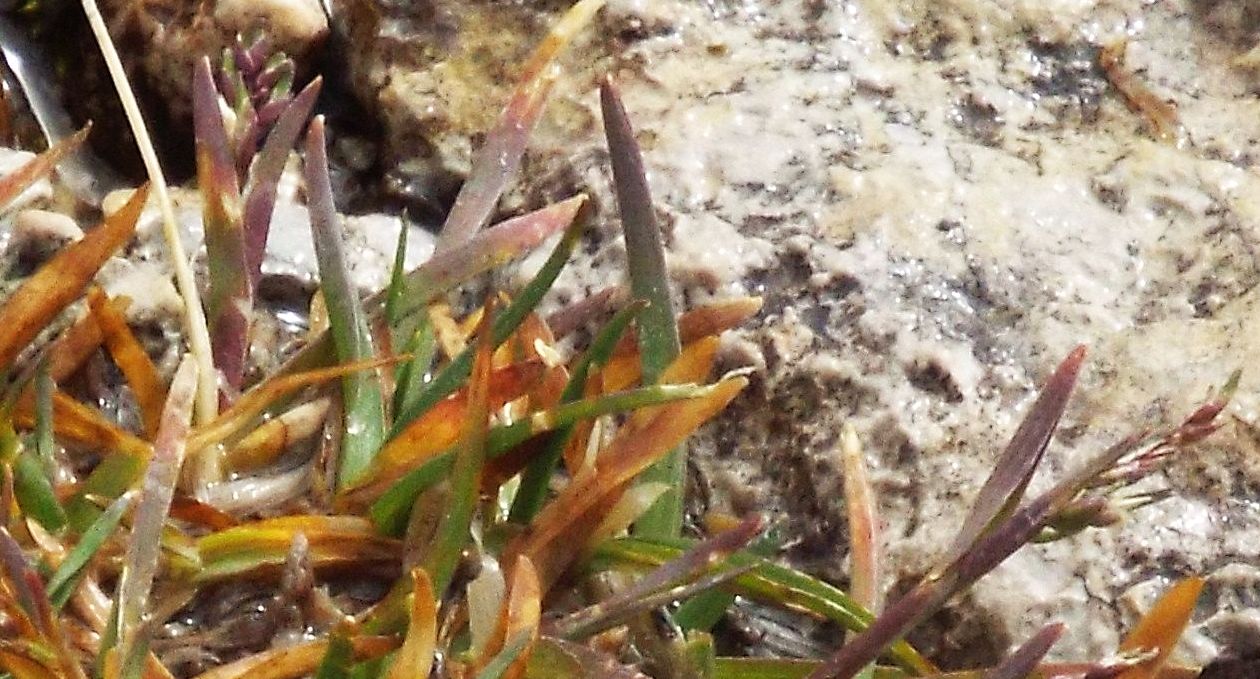 Da identificare: cfr. Poa alpina (Poaceae)
