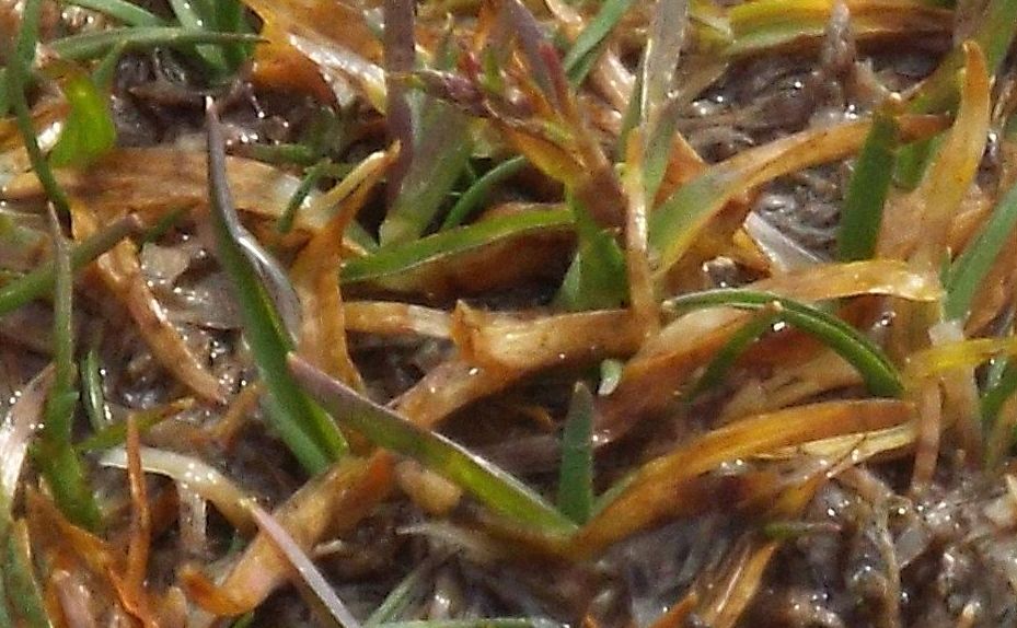 Da identificare: cfr. Poa alpina (Poaceae)