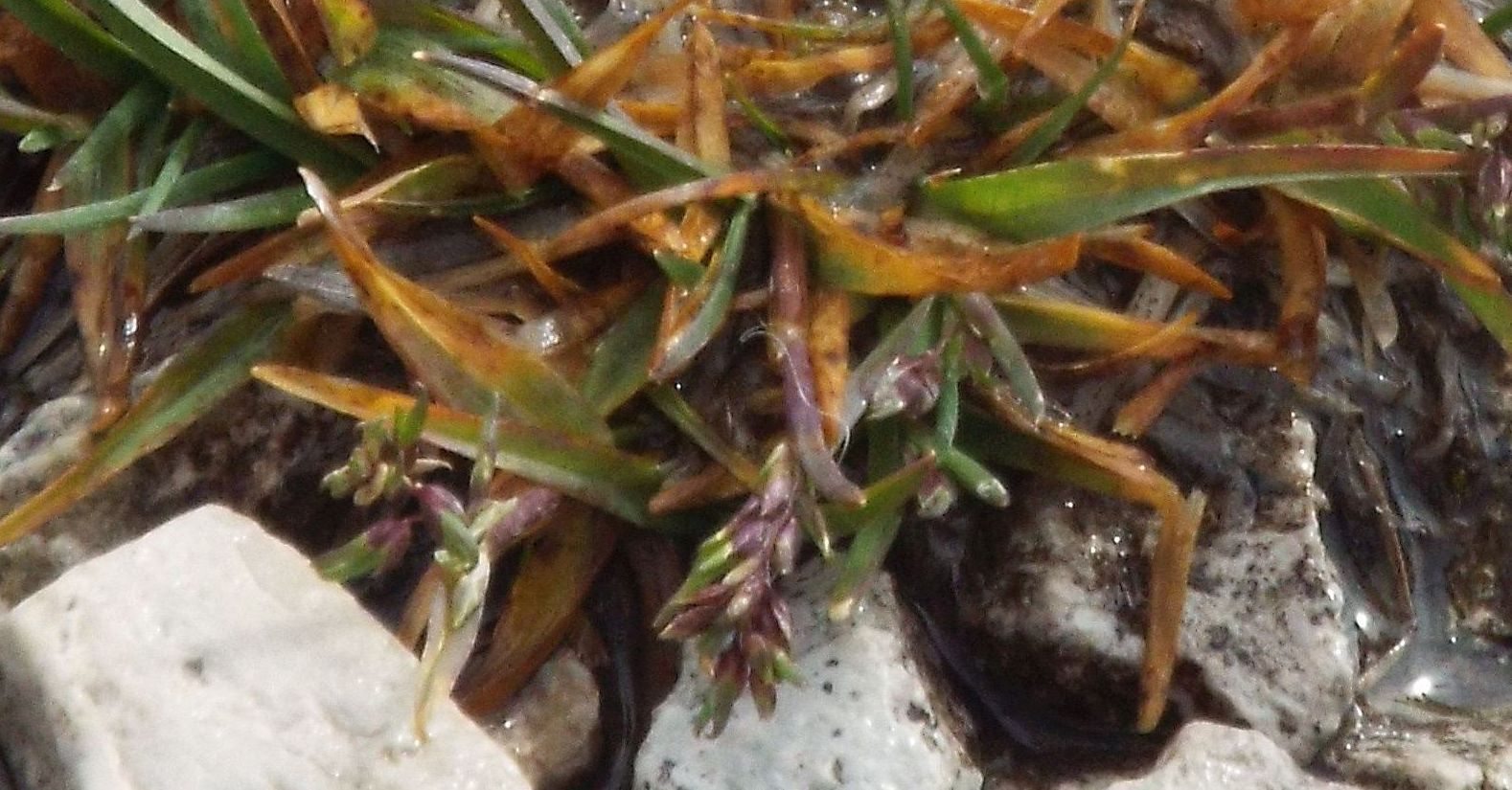 Da identificare: cfr. Poa alpina (Poaceae)