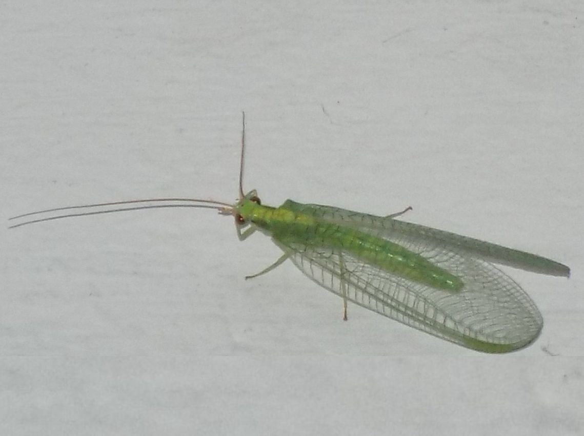 Chrysopidae:  Chrysopa pallens  e Pseudomallada sp., maschio