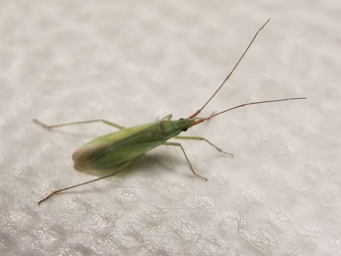 Miridae:   Trigonotylus cfr. ruficornis