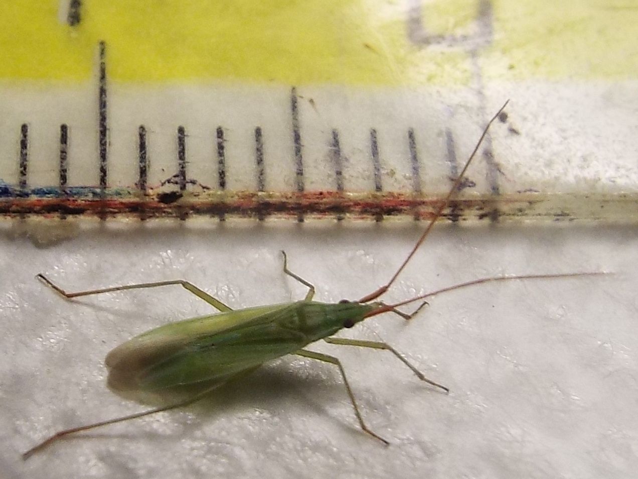 Miridae:   Trigonotylus cfr. ruficornis