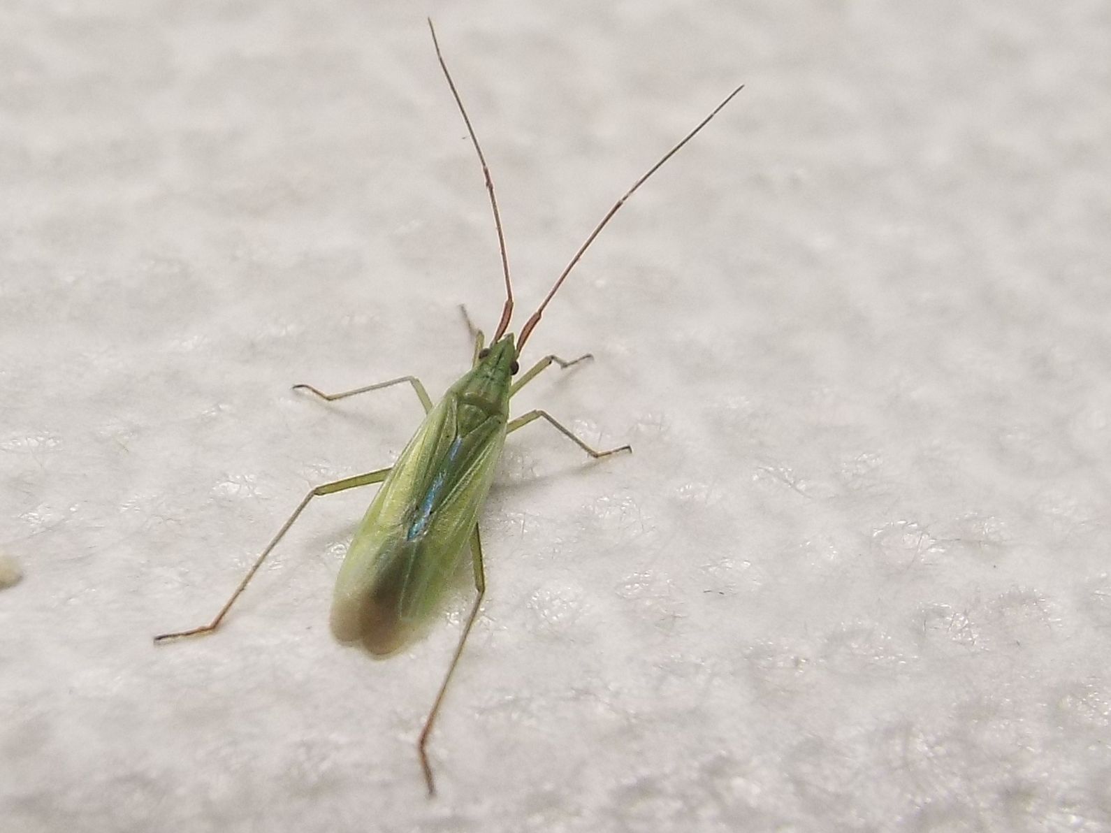 Miridae:   Trigonotylus cfr. ruficornis