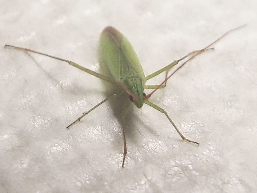 Miridae:   Trigonotylus cfr. ruficornis