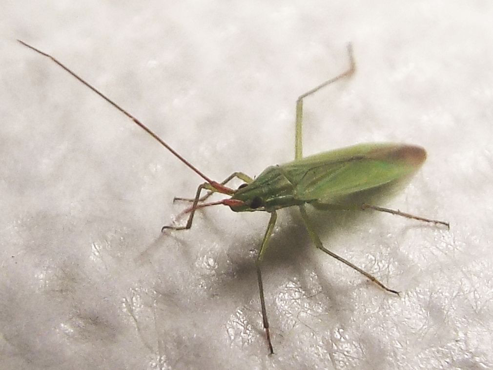 Miridae:   Trigonotylus cfr. ruficornis