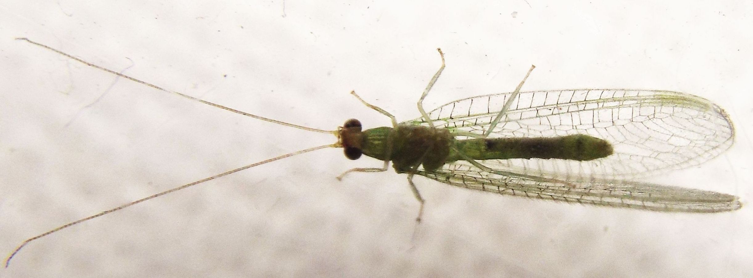 Chrysopidae:  Chrysopa pallens  e Pseudomallada sp., maschio