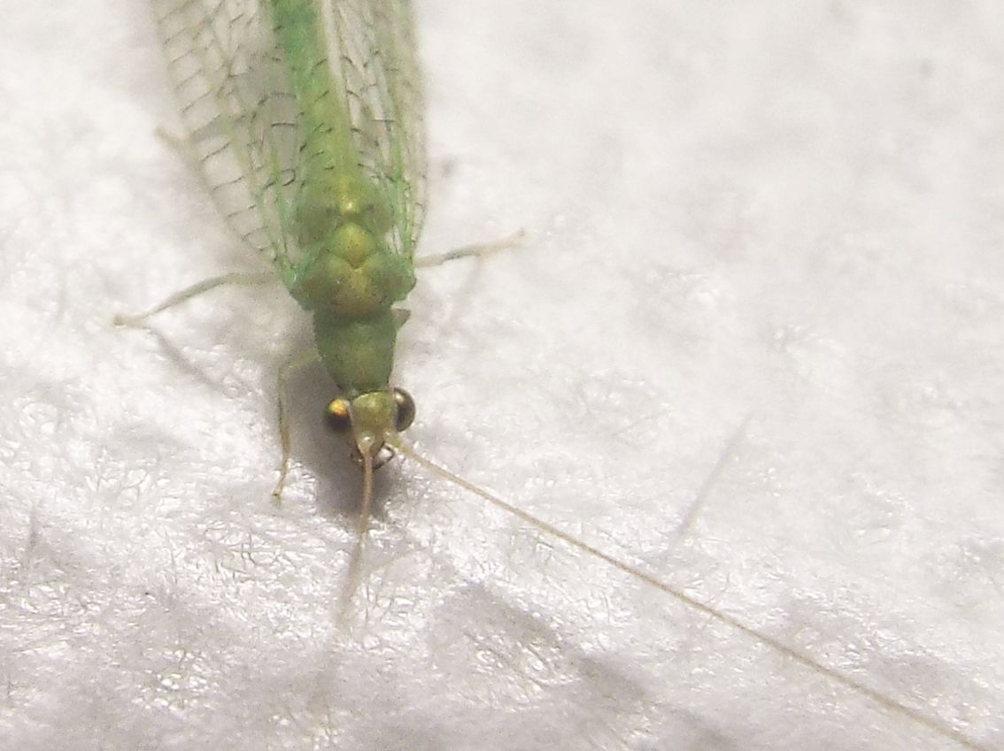 Chrysopidae:  Chrysopa pallens  e Pseudomallada sp., maschio