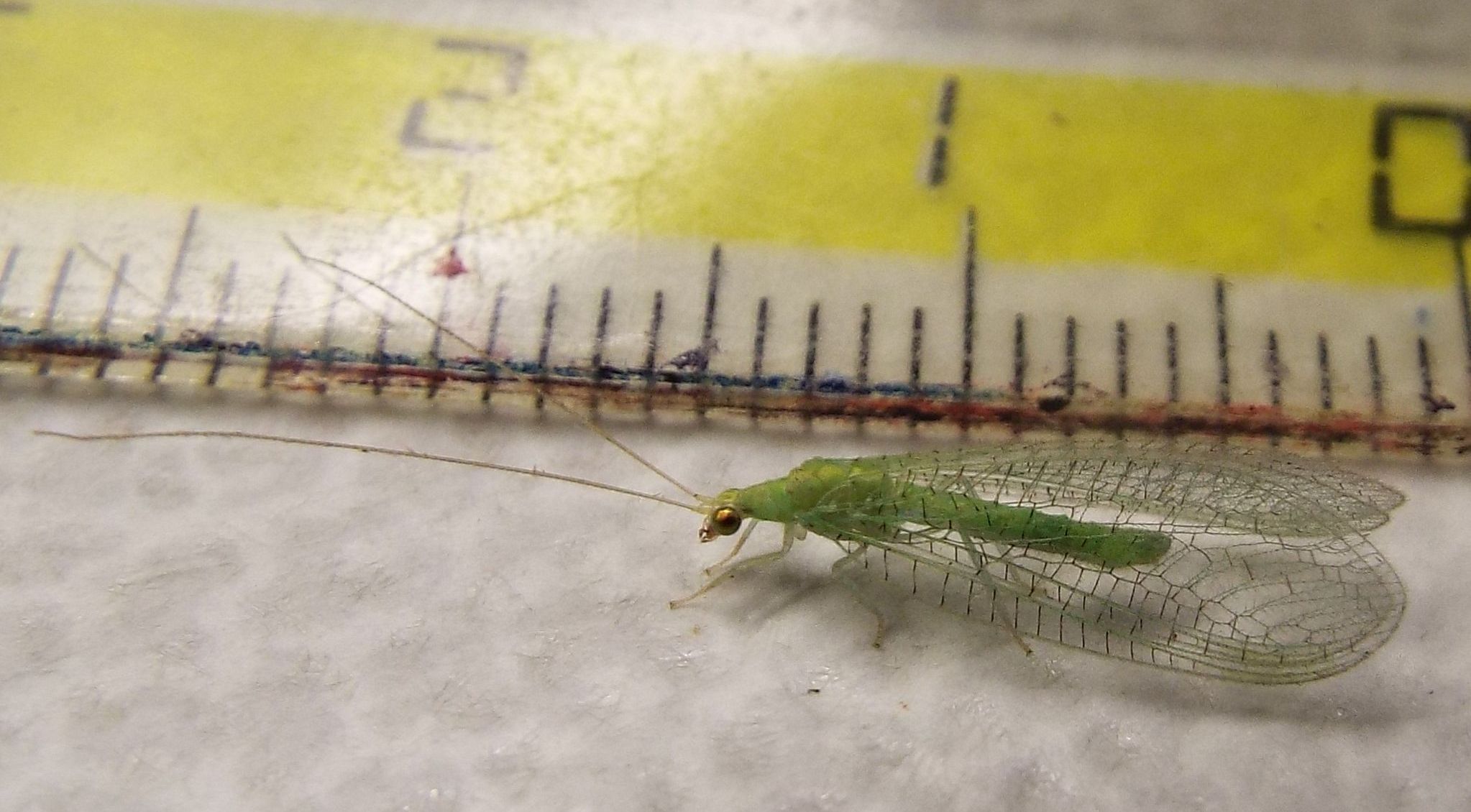 Chrysopidae:  Chrysopa pallens  e Pseudomallada sp., maschio