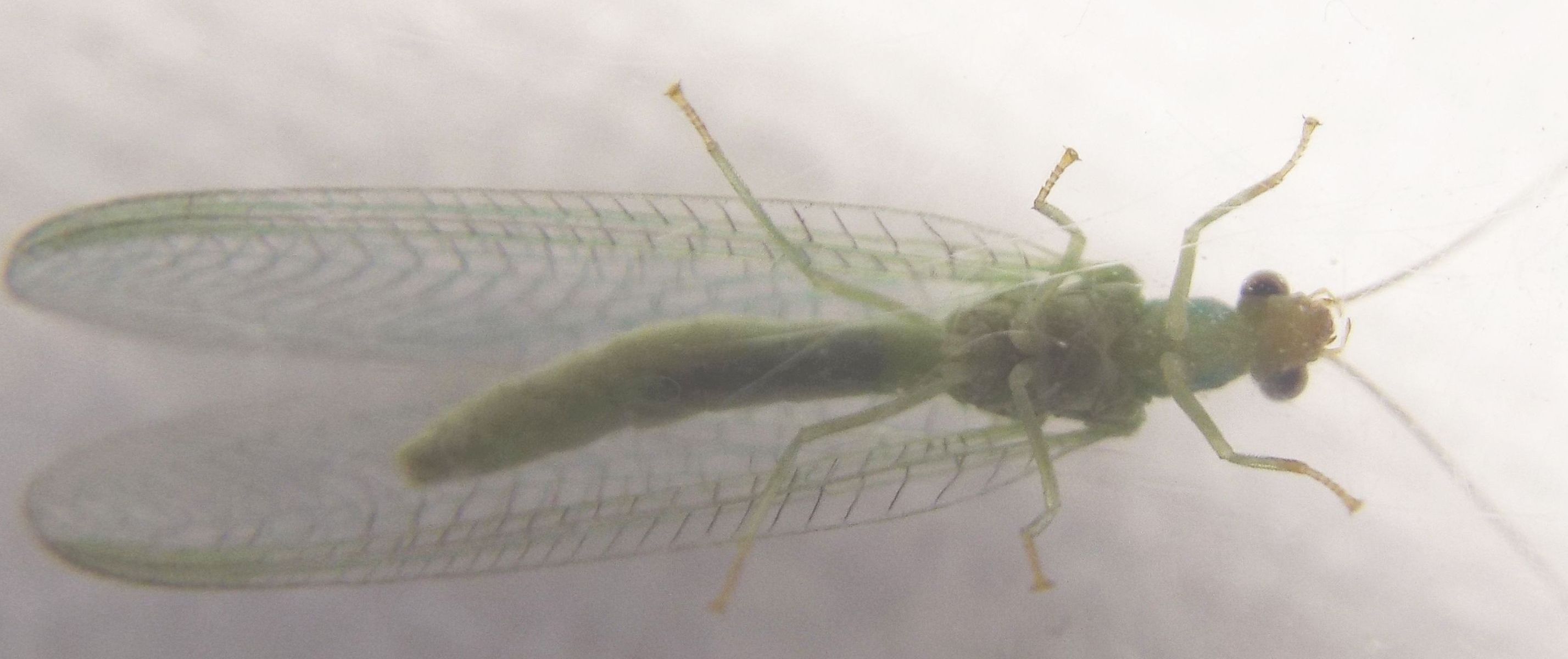 Chrysopidae:  Chrysopa pallens  e Pseudomallada sp., maschio