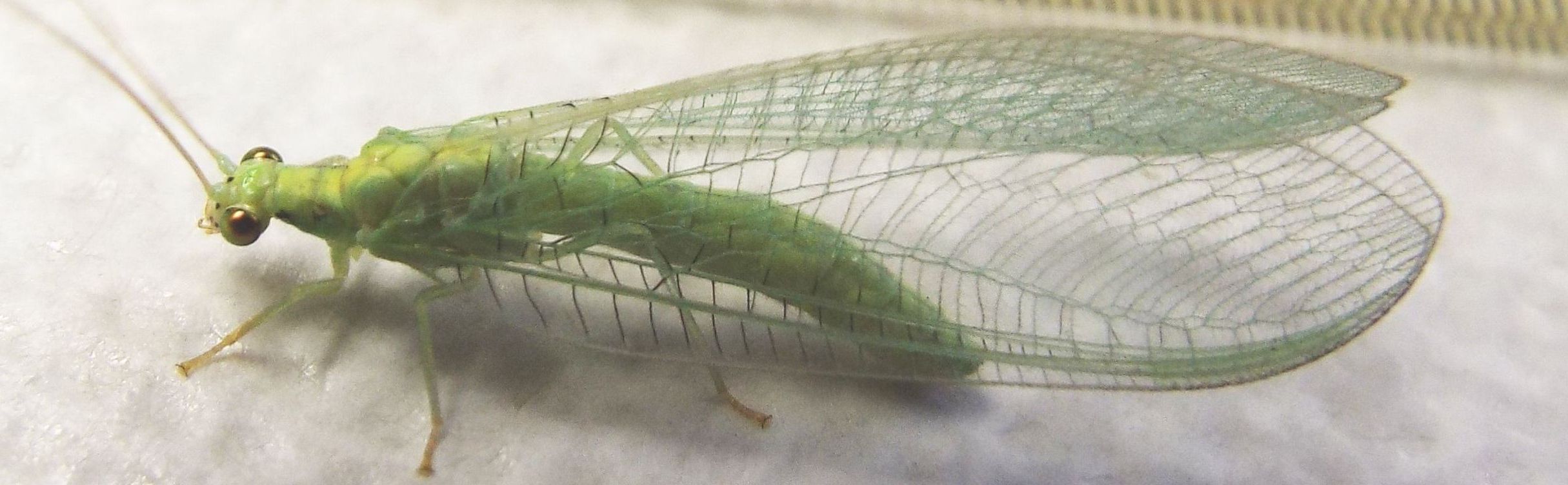 Chrysopidae:  Chrysopa pallens  e Pseudomallada sp., maschio