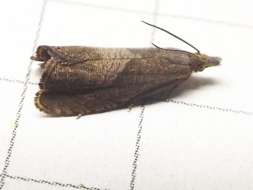 Altra falena da identificare - Dichrorampha simpliciana, Tortricidae