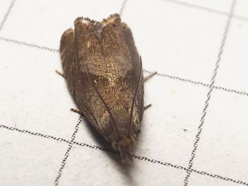 Altra falena da identificare - Dichrorampha simpliciana, Tortricidae