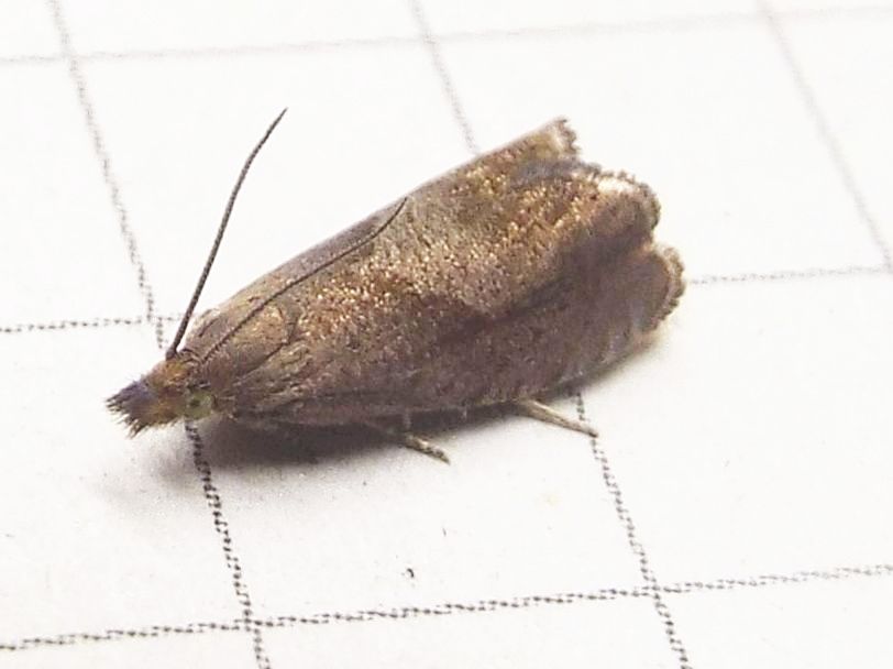 Altra falena da identificare - Dichrorampha simpliciana, Tortricidae