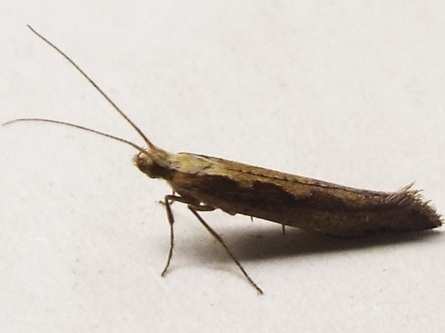 Esile falena da identificare:  Plutella xylostella (Plutellidae)