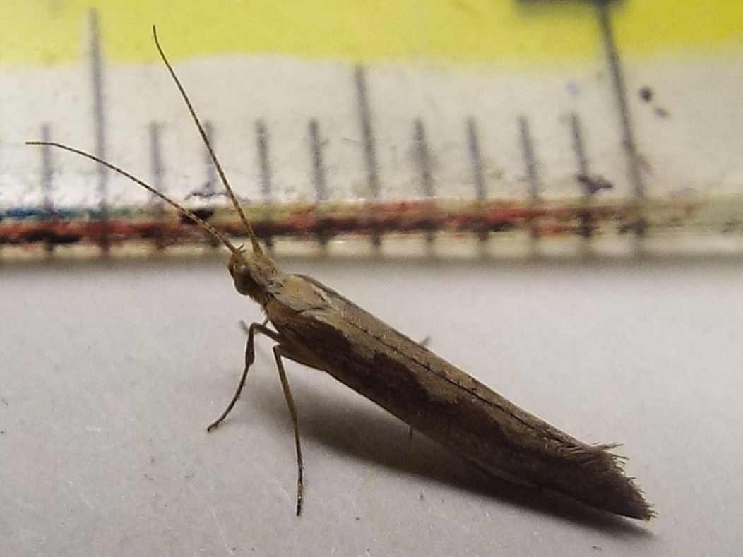 Esile falena da identificare:  Plutella xylostella (Plutellidae)