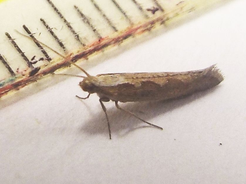 Esile falena da identificare:  Plutella xylostella (Plutellidae)