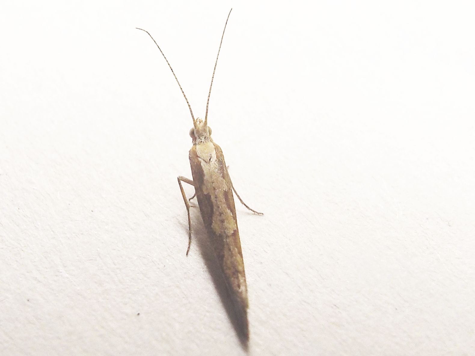 Esile falena da identificare:  Plutella xylostella (Plutellidae)