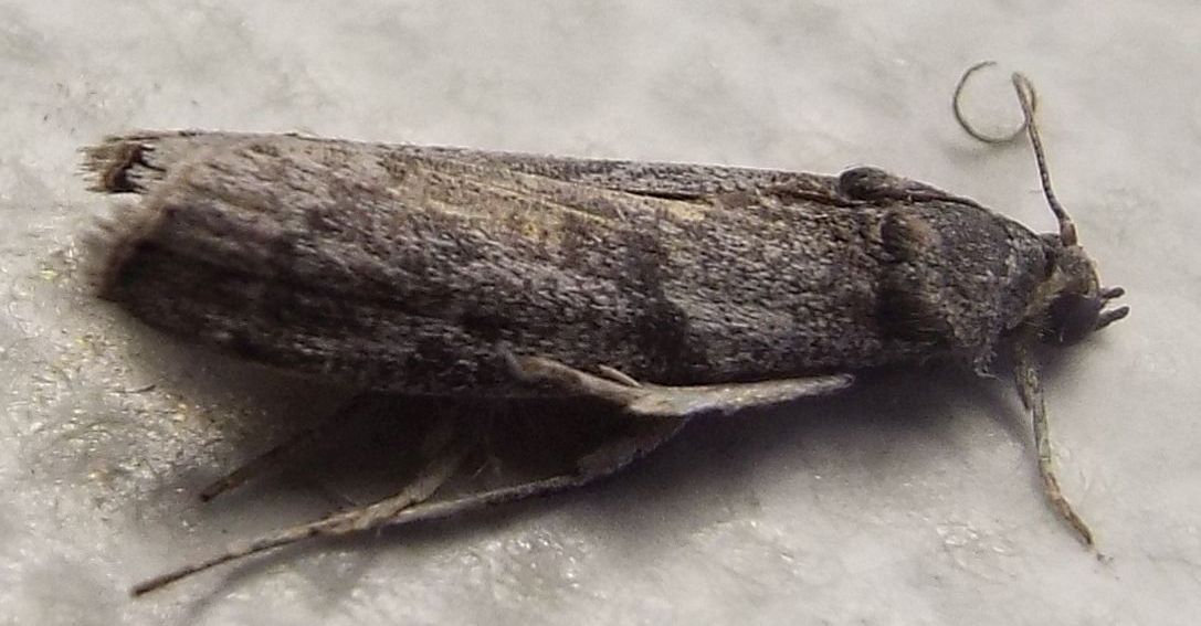 Falena morta da identificare - Apomyelois ceratoniae, Pyralidae