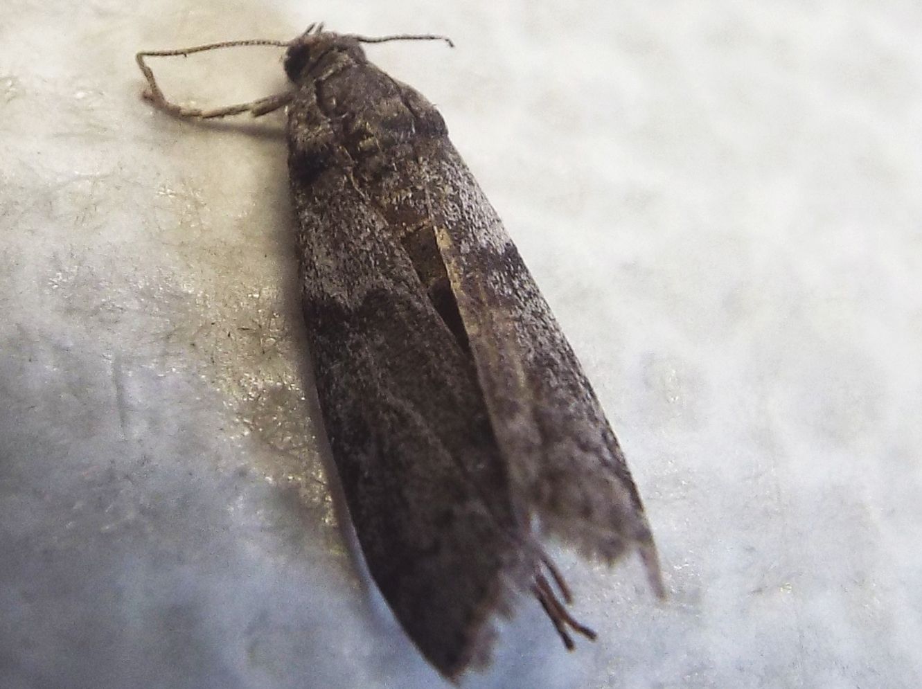 Falena morta da identificare - Apomyelois ceratoniae, Pyralidae