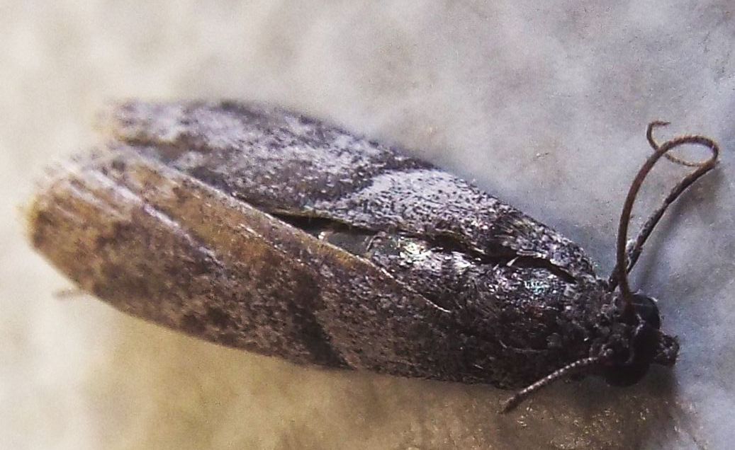 Falena morta da identificare - Apomyelois ceratoniae, Pyralidae