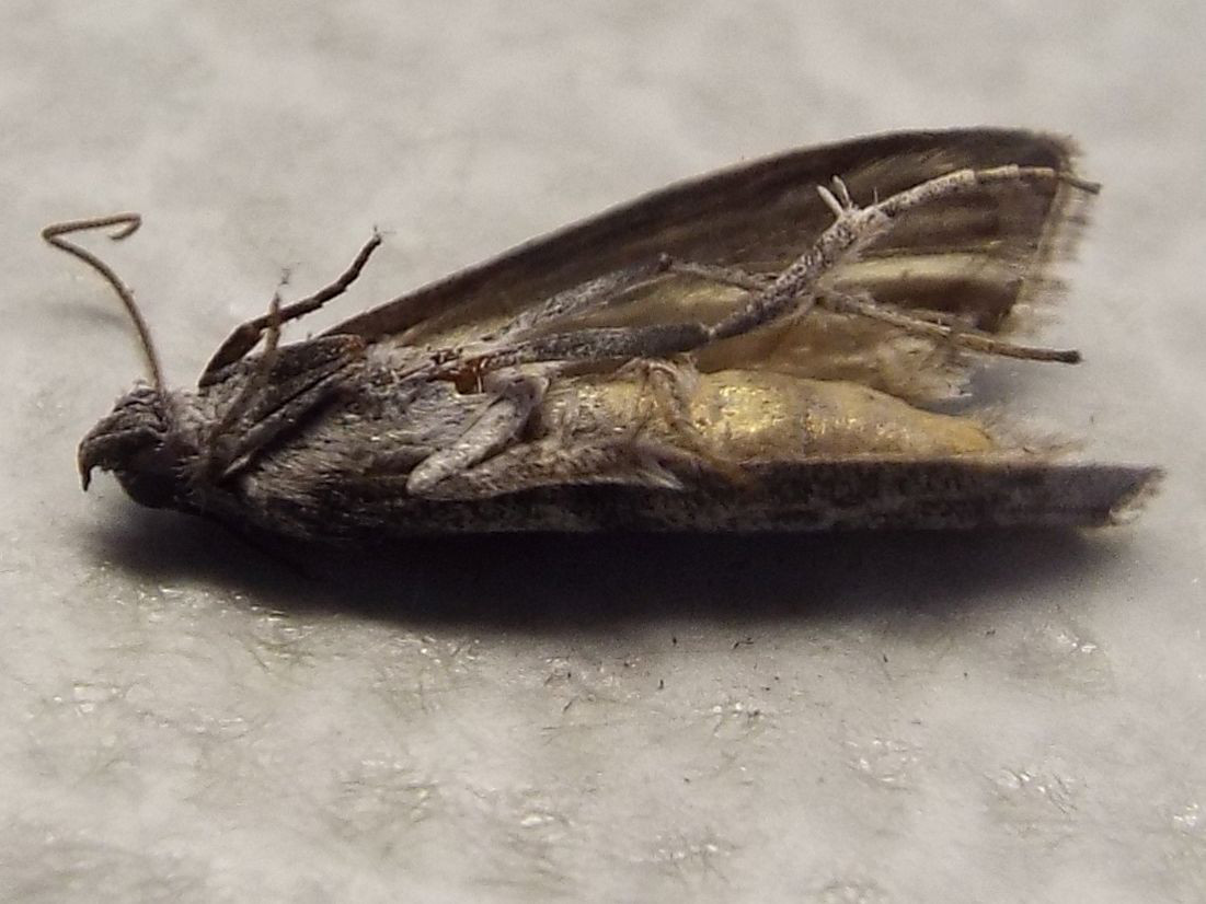 Falena morta da identificare - Apomyelois ceratoniae, Pyralidae