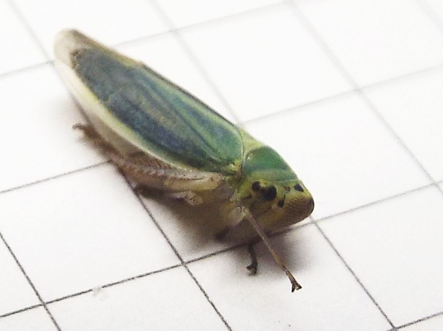 Cicadellidae: Cicadella viridis, femmina