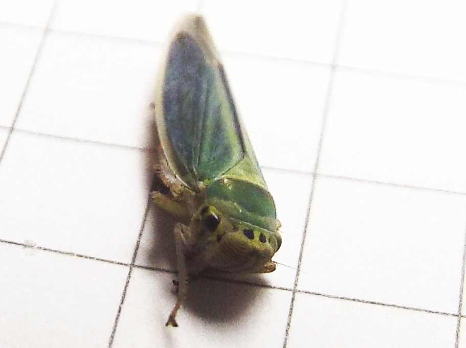 Cicadellidae: Cicadella viridis, femmina