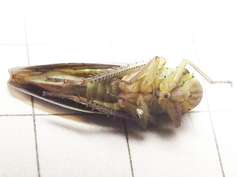 Cicadellidae: Cicadella viridis, femmina