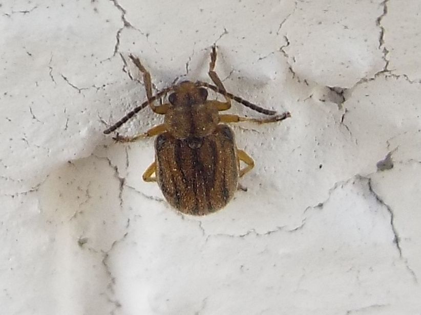 Chrysomelidae: Ophraella communa