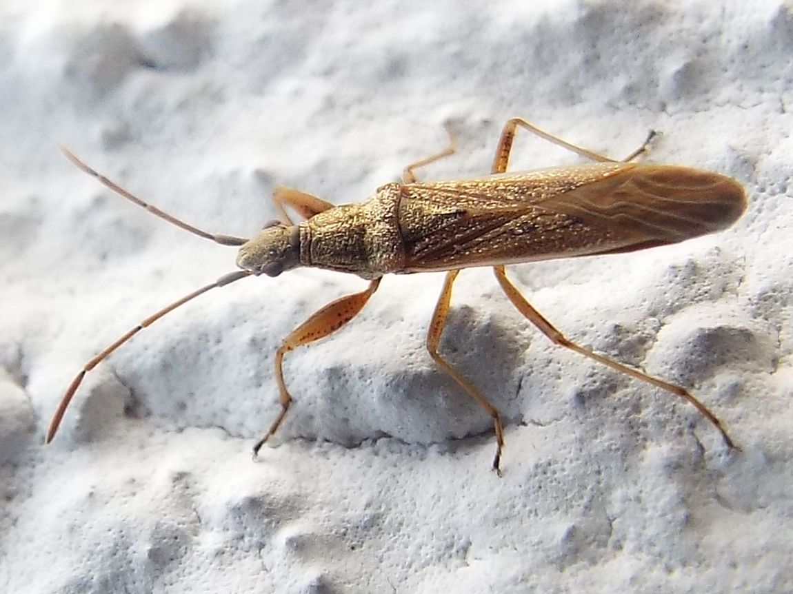 Lygaeidae:  Paromius gracilis ?    S  !