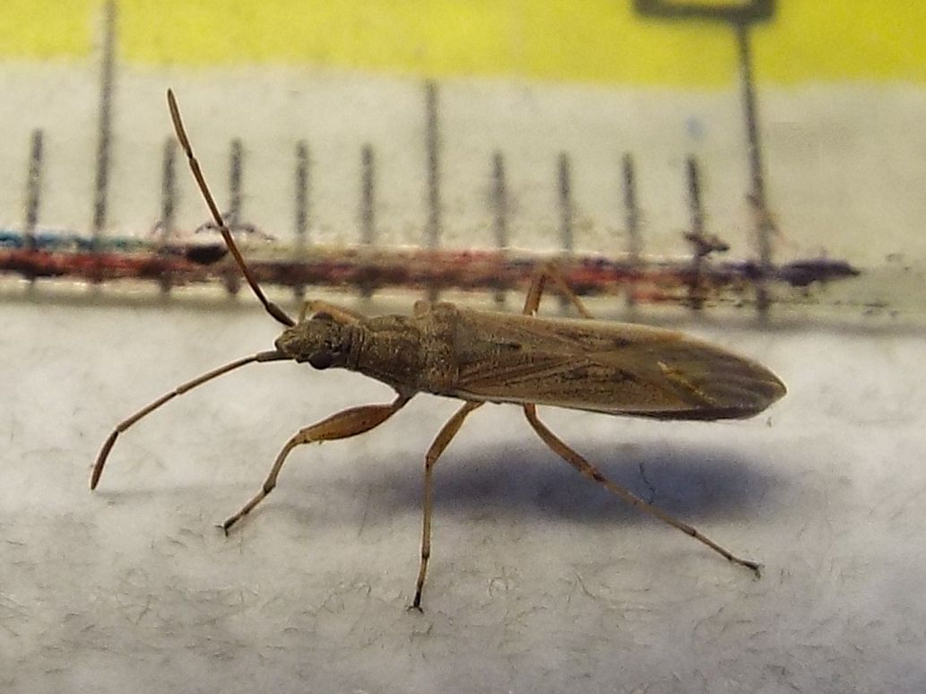 Lygaeidae:  Paromius gracilis ?    S  !
