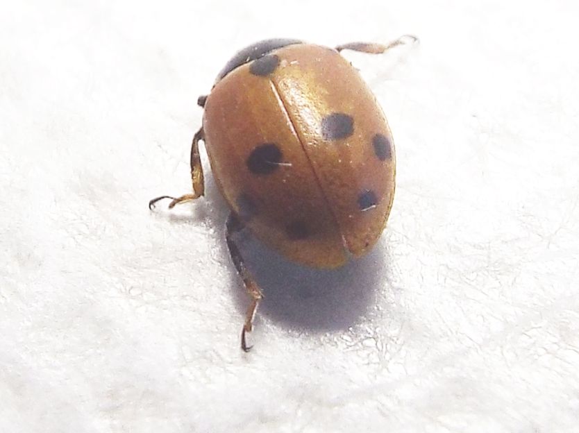 Coccinellidae:  Hippodamia variegata ? S.