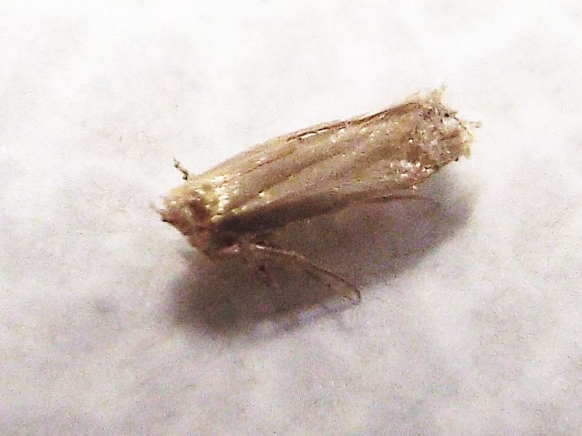 Tineidae (?) malridotta