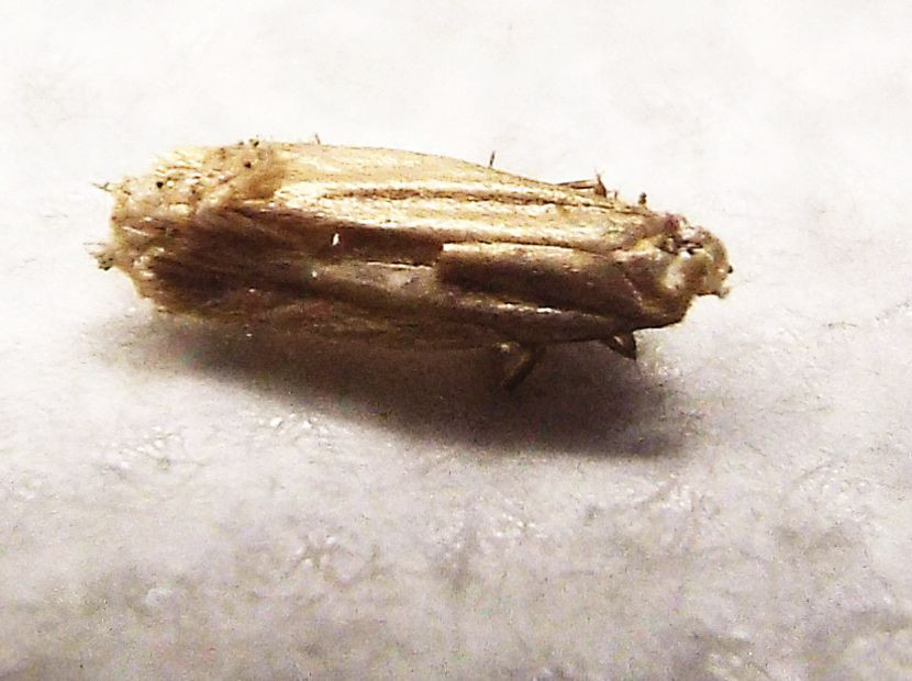 Tineidae (?) malridotta