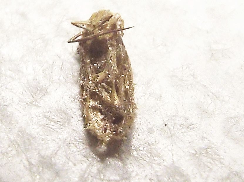 Tineidae (?) malridotta