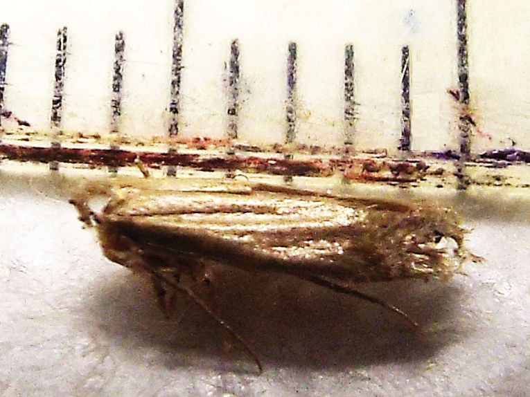 Tineidae (?) malridotta