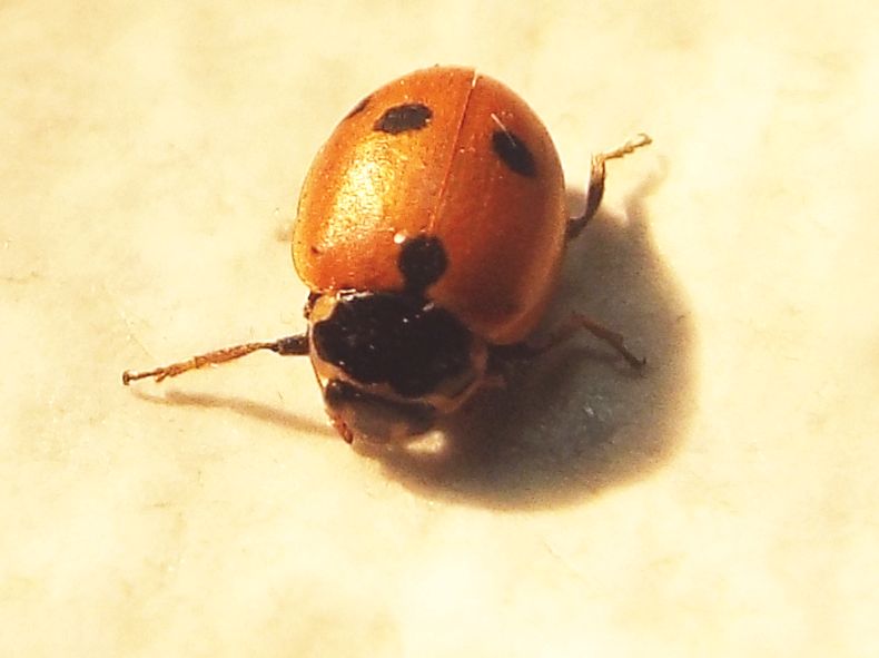 Coccinellidae:  Hippodamia variegata ? S.