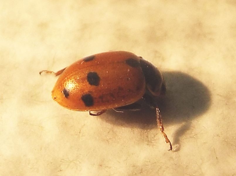 Coccinellidae:  Hippodamia variegata ? S.