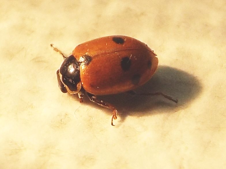 Coccinellidae:  Hippodamia variegata ? S.