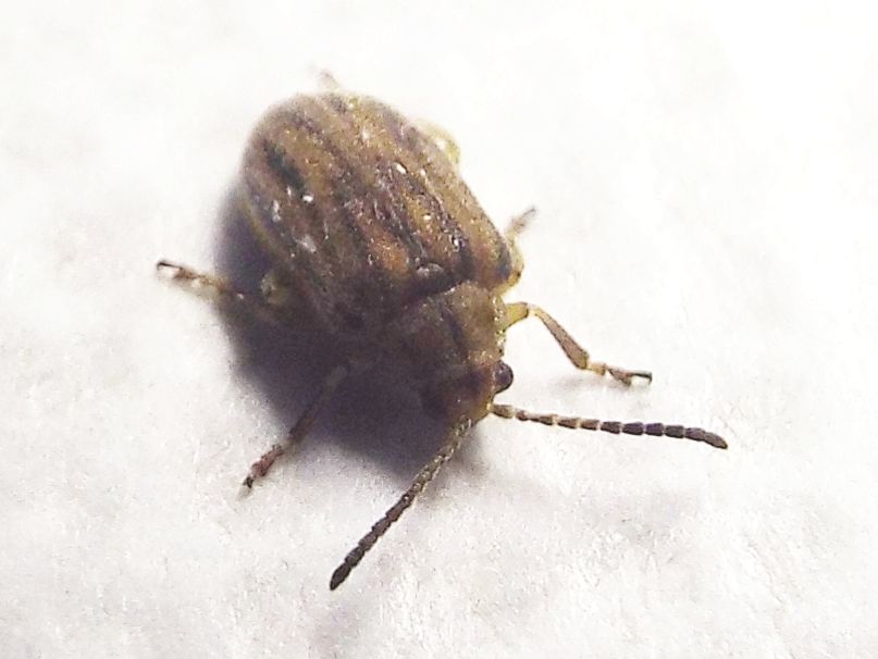 Chrysomelidae: Ophraella communa