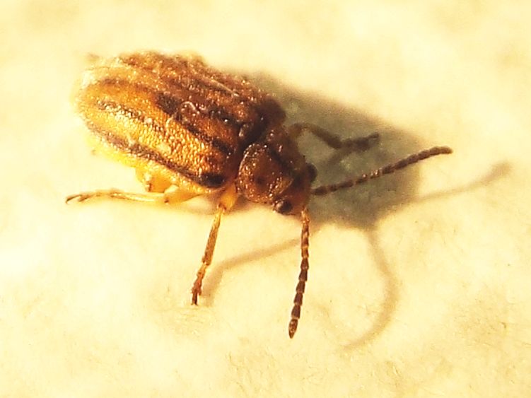 Chrysomelidae: Ophraella communa