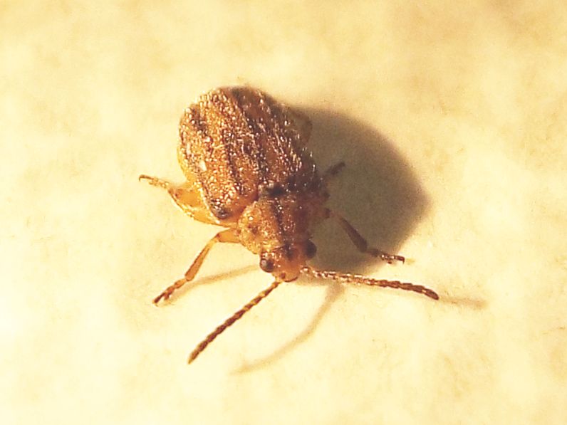 Chrysomelidae: Ophraella communa