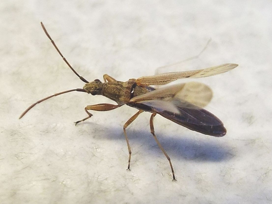 Lygaeidae:  Paromius gracilis ?    S  !