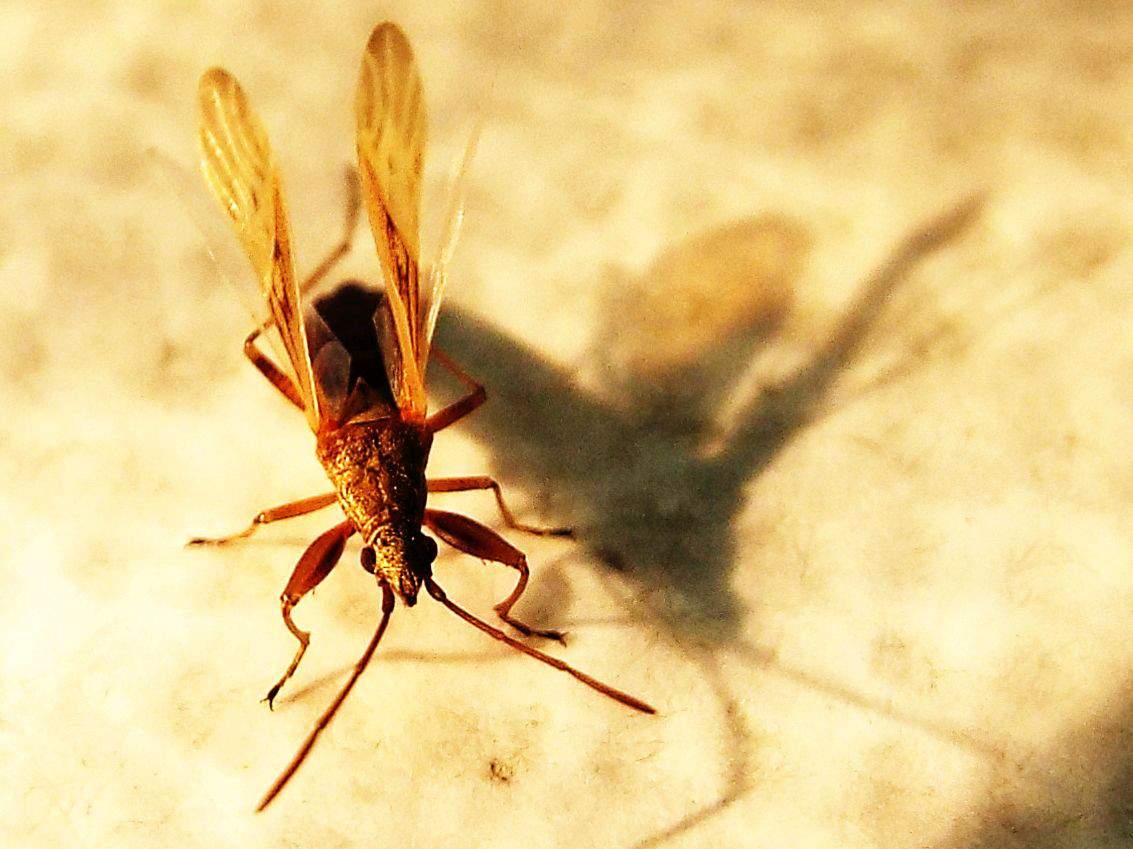 Lygaeidae:  Paromius gracilis ?    S  !