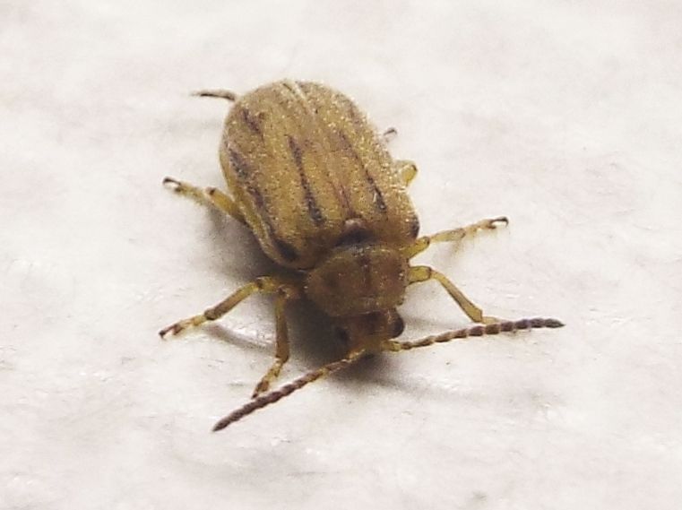 Chrysomelidae: Ophraella communa