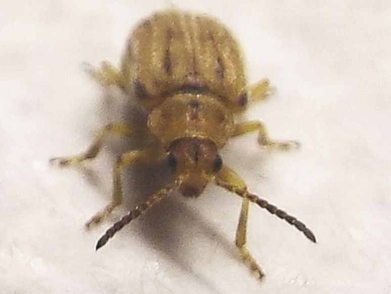 Chrysomelidae: Ophraella communa